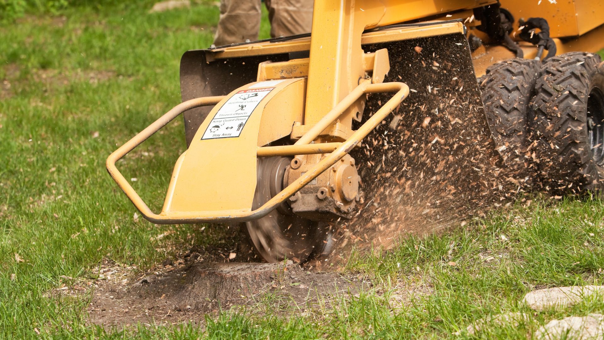 Yellow stump grinder removing tree stump with wood chips flying