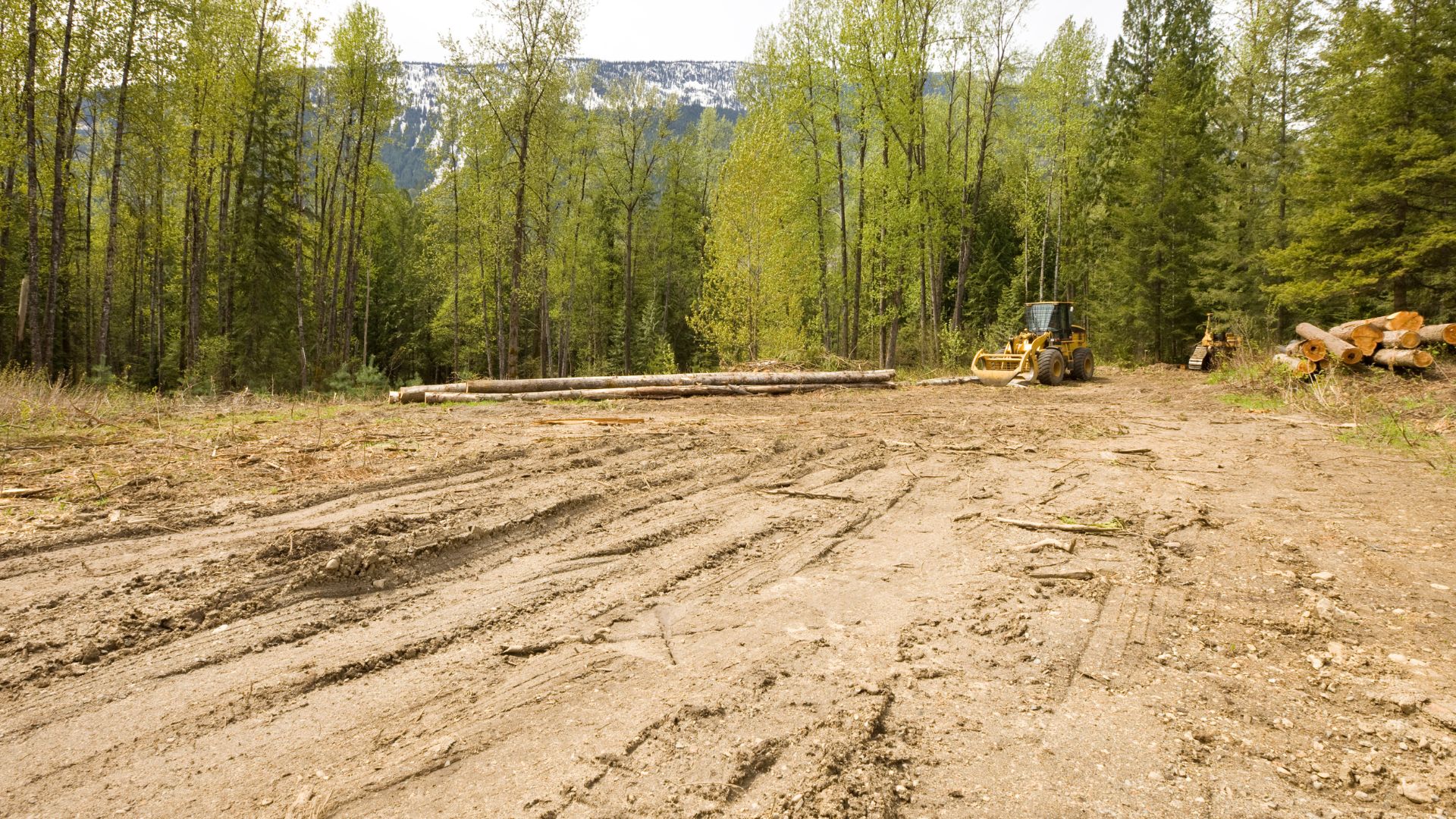 Logging site with felled trees and heavy machinery in forest clearing