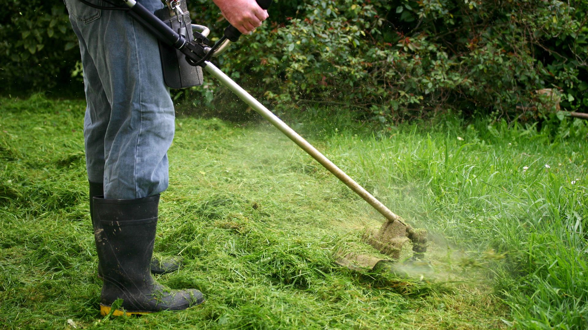 Person using string trimmer to cut grass near green bushes