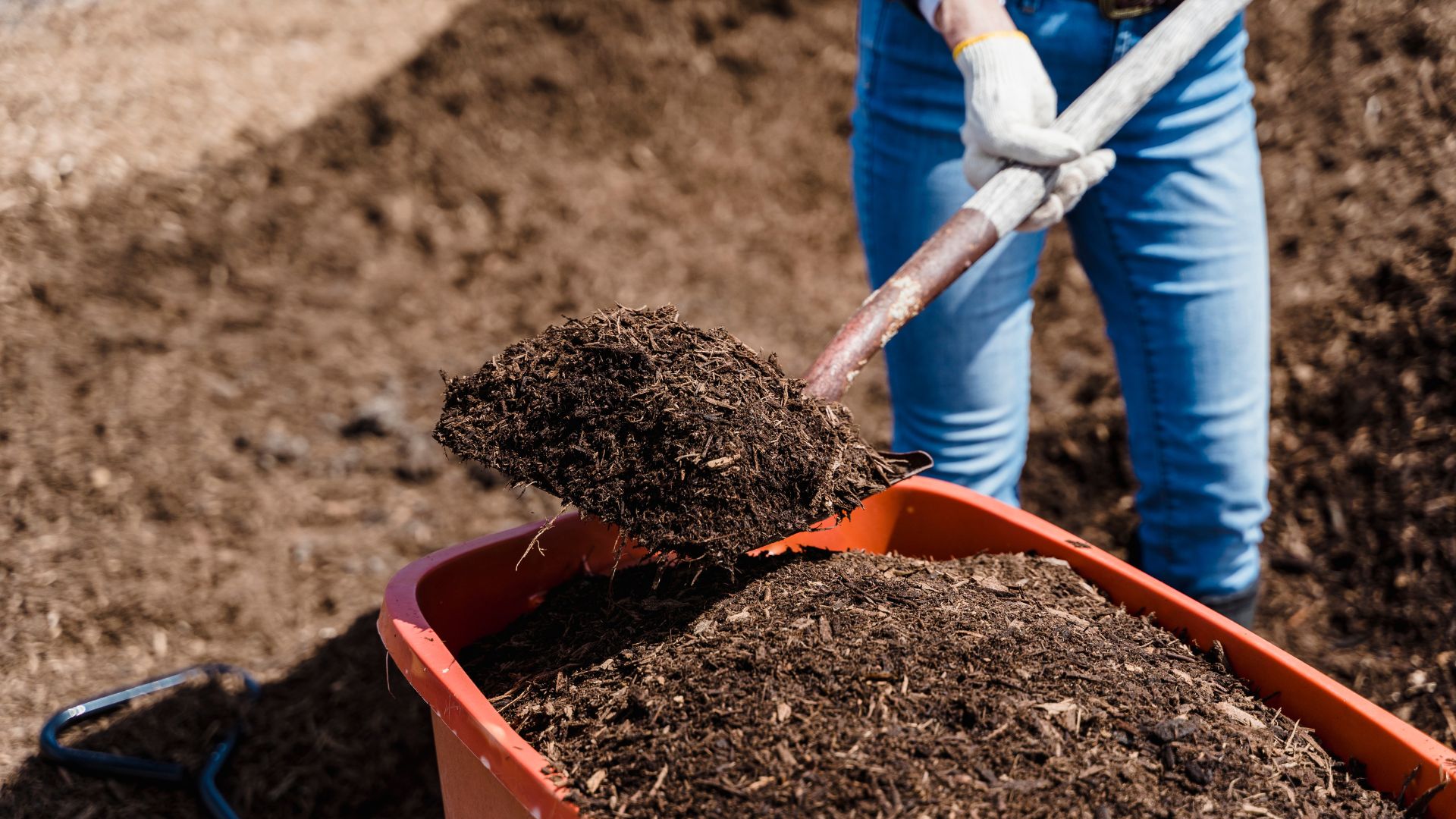 Gardener shoveling rich, dark soil into an orange wheelbarrow