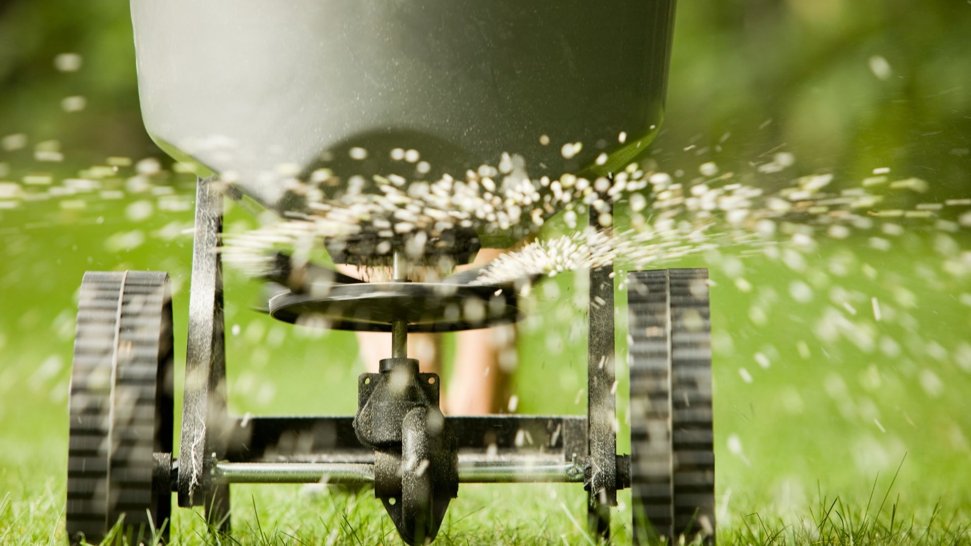 Manual lawn mower spreading grass seeds on green lawn