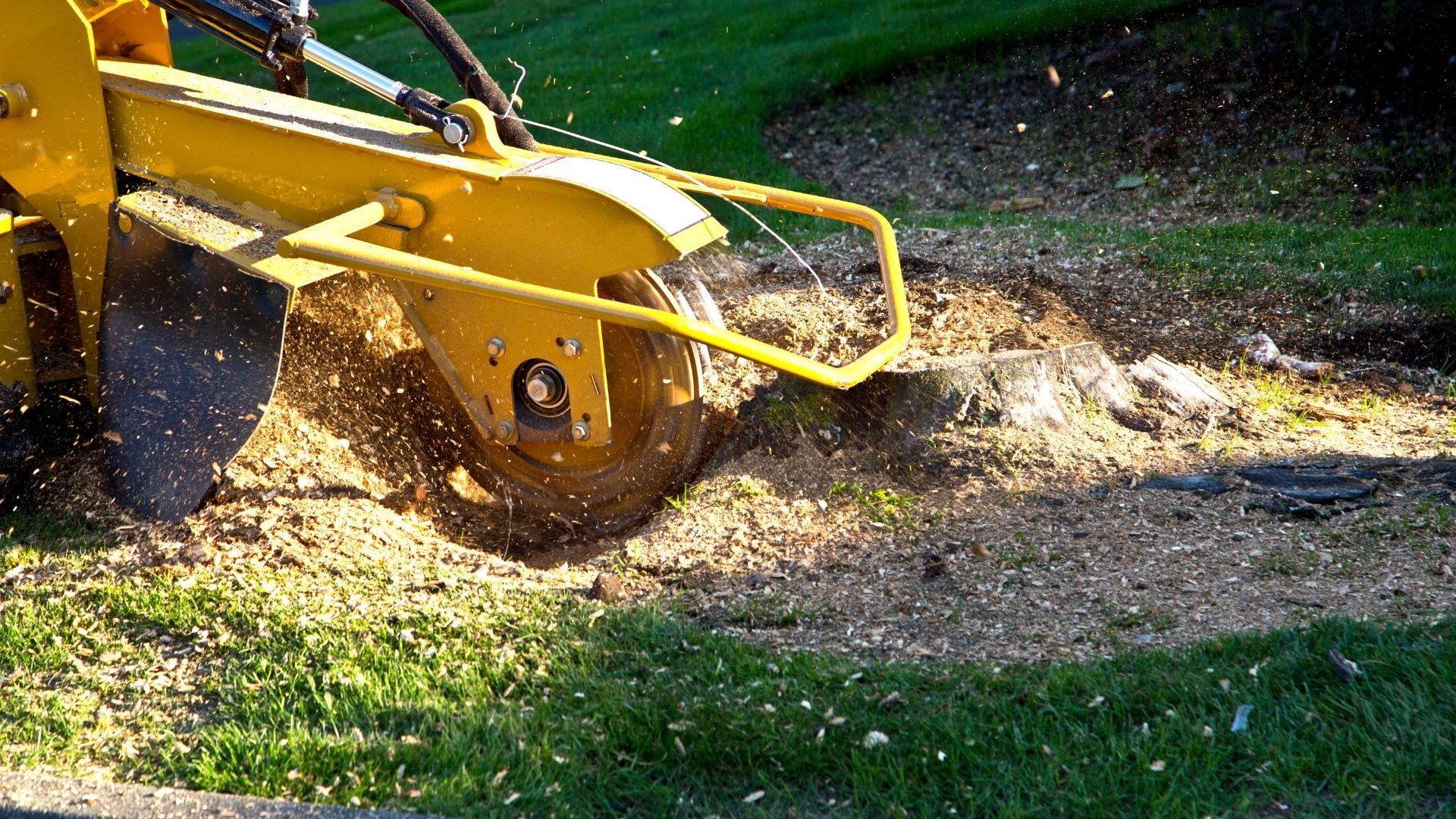 Yellow stump grinder removing tree stump on grassy lawn